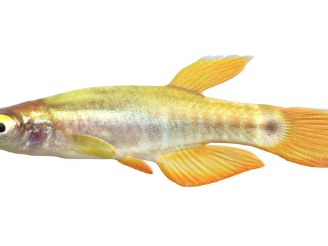 Pygmy Killifish 3D Model