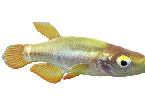Pygmy Killifish 3D Model