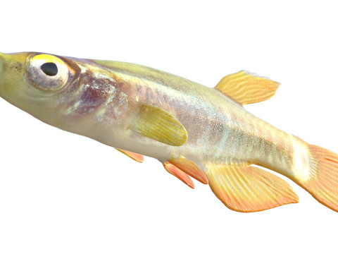 Killis pigmeo Modelo 3D