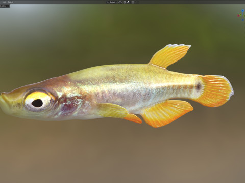 Killis pigmeo Modelo 3D