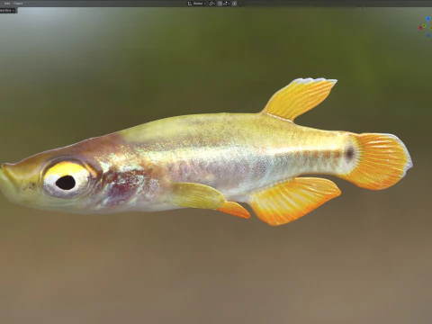 Pygmy Killifish 3D Model