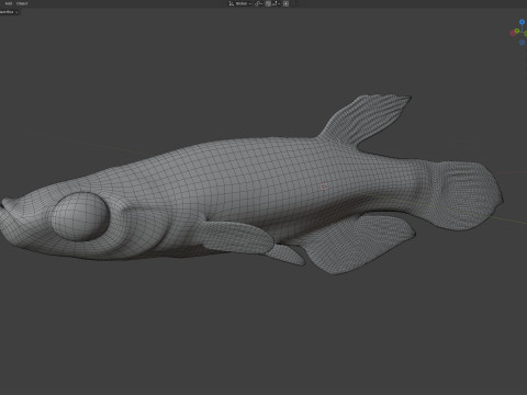 Killis pigmeo Modelo 3D