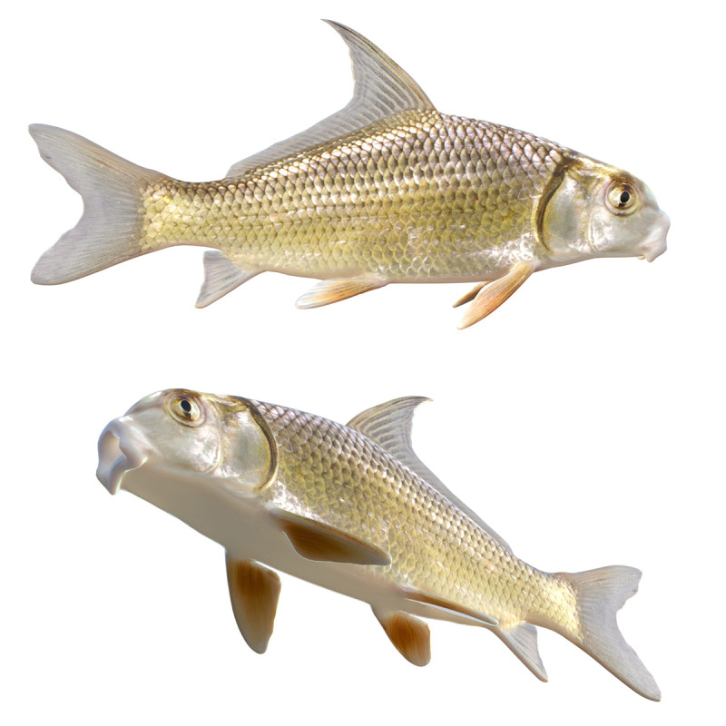 クイルバック 3Dモデル .c4d .max .obj .3ds .fbx .stl .blend 