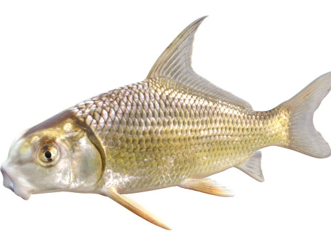 Quillback 3D Model