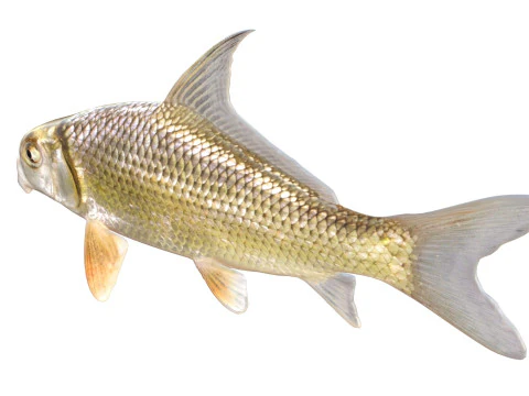 Quillback 3D Model