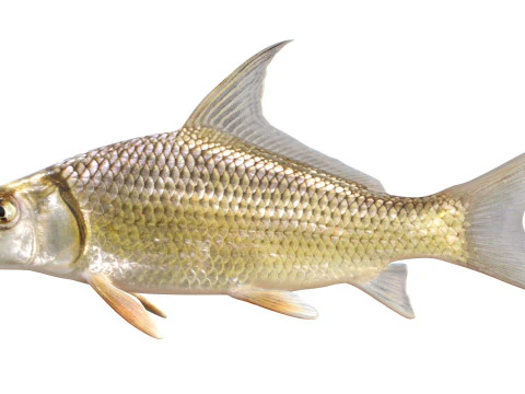Quillback 3D Model