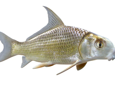 Quillback 3D Model