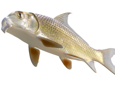 Quillback 3D Model