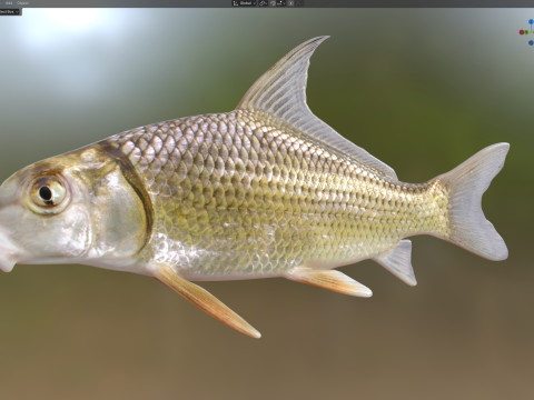 クイルバック 3Dモデル