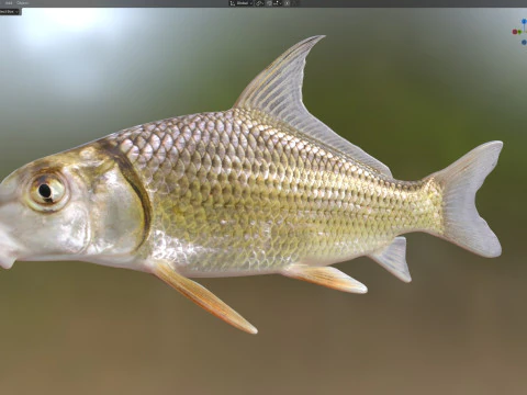 Quillback 3D Model
