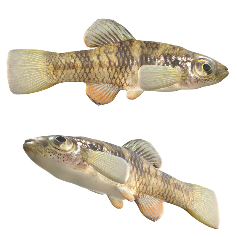 वर्षा जल किलिफ़िश 3D मॉडल .c4d .max .obj .3ds .fbx .stl .blend