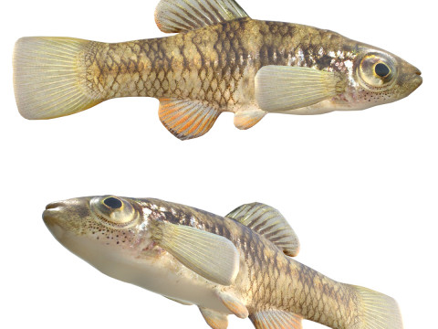 Killifish de água da chuva Modelo 3D