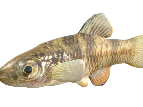 雨水メダカ 3Dモデル