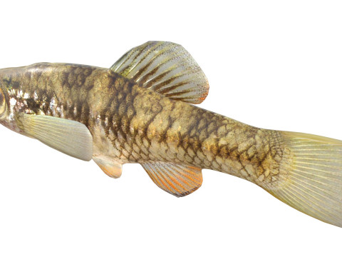 雨水メダカ 3Dモデル