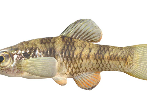 Rainwater Killifish 3D Model