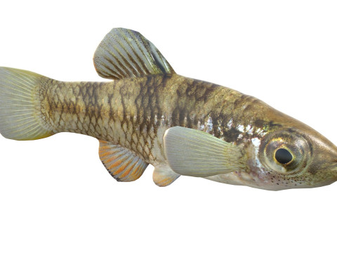 雨水メダカ 3Dモデル