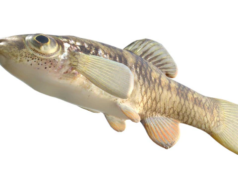 Rainwater Killifish 3D Model