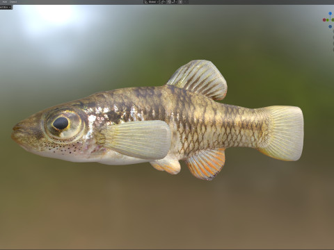 雨水メダカ 3Dモデル