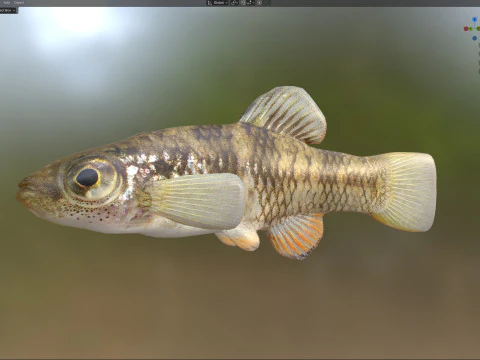 Rainwater Killifish 3D Model