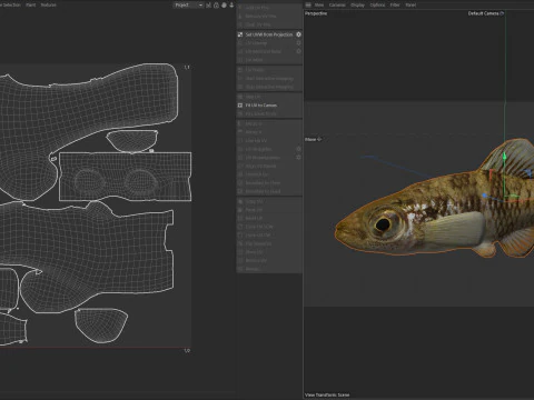 Rainwater Killifish 3D Model
