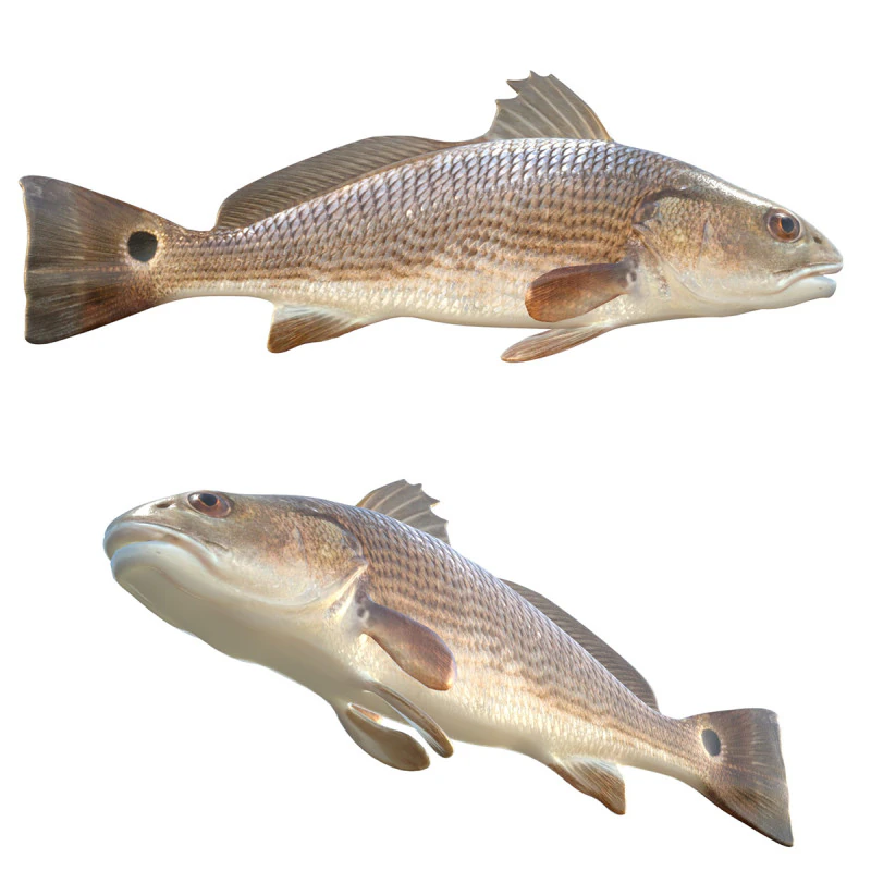 Red Drum fish 3D Model .c4d .max .obj .3ds .fbx .stl .blend 