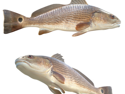 Ikan Drum Merah Model 3D