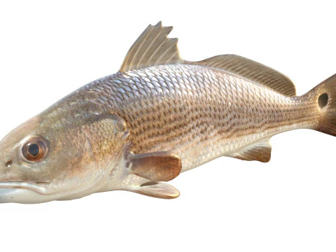 Red Drum fish 3D Model