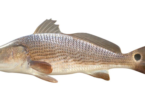 Red Drum fish 3D Model