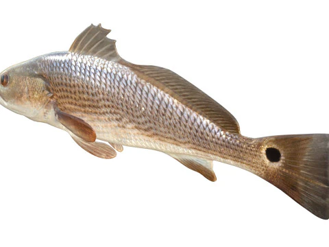 Red Drum fish 3D Model