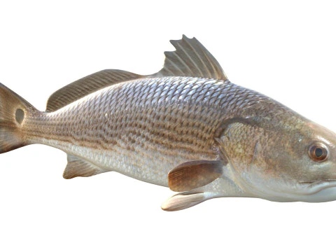 Red Drum fish 3D Model