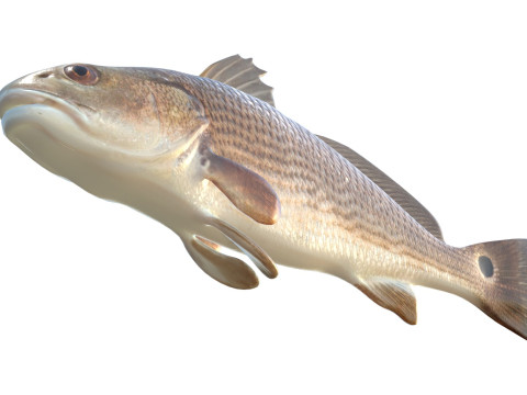 レッドドラムフィッシュ 3Dモデル