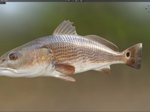 Red Drum fish 3D Model