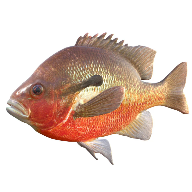 Redbreast Sunfish 3D Model .c4d .max .obj .3ds .fbx .stl .blend 