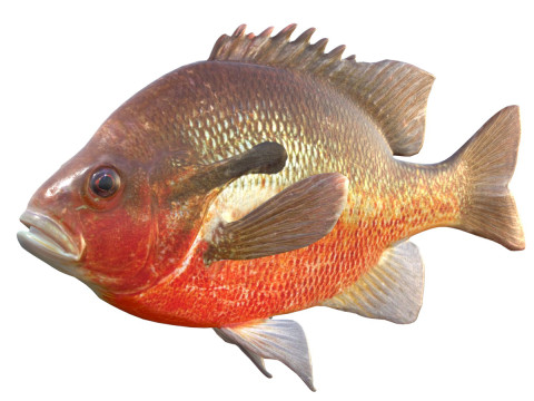 Ikan Mola Dada Merah Model 3D