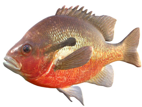 Redbreast Sunfish 3D Model
