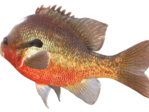 Redbreast Sunfish 3D Model