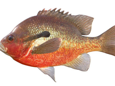 Redbreast Sunfish 3D Model