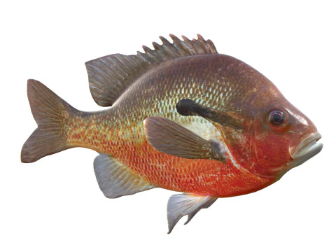 Redbreast Sunfish 3D Model