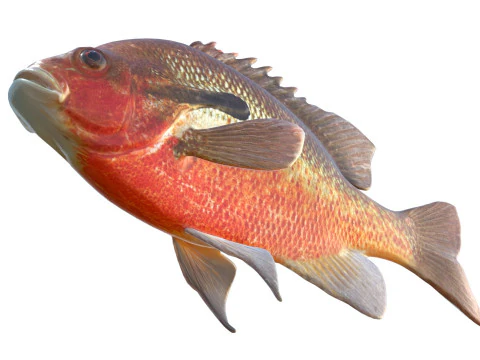 Redbreast Sunfish 3D Model