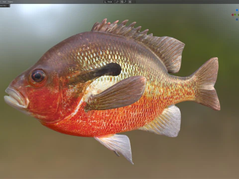 Redbreast Sunfish 3D Model