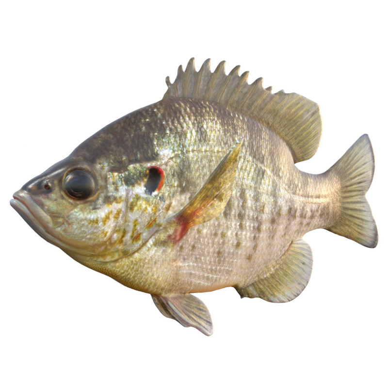 Poisson-lune redear Modèle 3D .c4d .max .obj .3ds .fbx .stl .blend