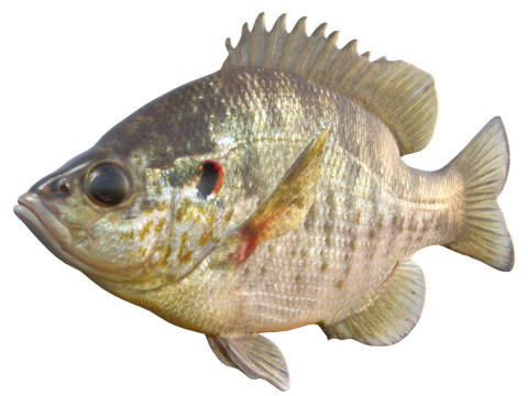 マンボウ 3Dモデル