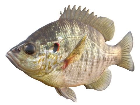 Redear Sunfish 3D Modell