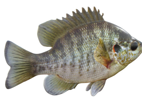 Redear Sunfish 3D Modell