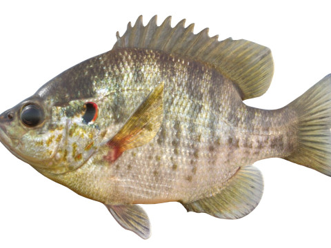 Redear Sunfish 3D Modell