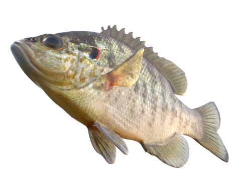 Redear Sunfish 3D Modell