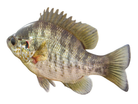 Redear Sunfish 3D Modell