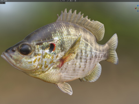 Redear Sunfish 3D Modell