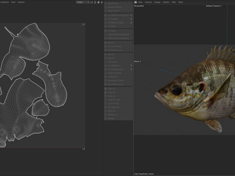 Redear Sunfish 3D Modell