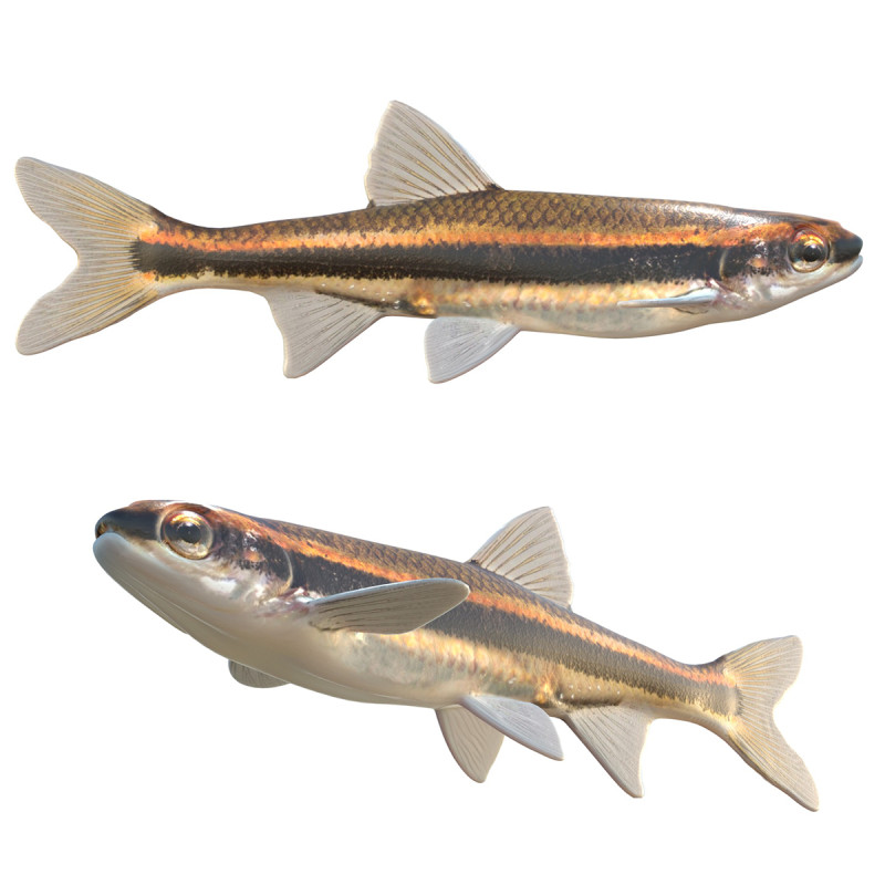 Pez Chub de ojos rojos Modelo 3D .c4d .max .obj .3ds .fbx .stl .blend